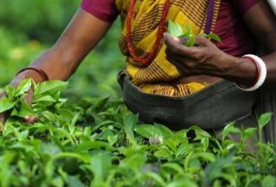 Tea Plantation Consultivo