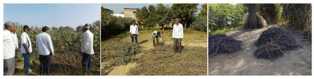 castor crop cultivation-Consultivo